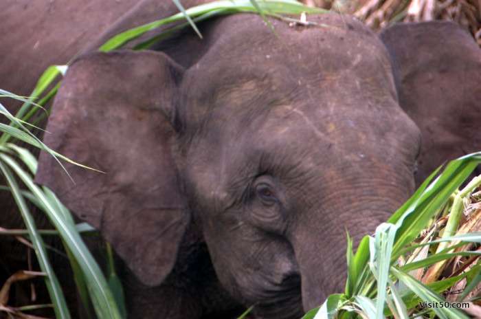 Look at the size of this elephant's ears compared with its head in this close-up. Photo from Malaysian Borneo in Sabah