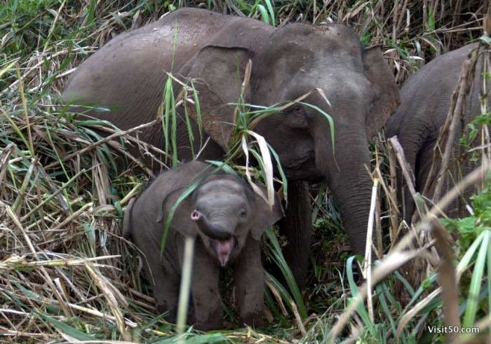 we saw a few baby Asian Elephants in Borneo too - at Sungai Kinabatgangan in Malaysian Borneo