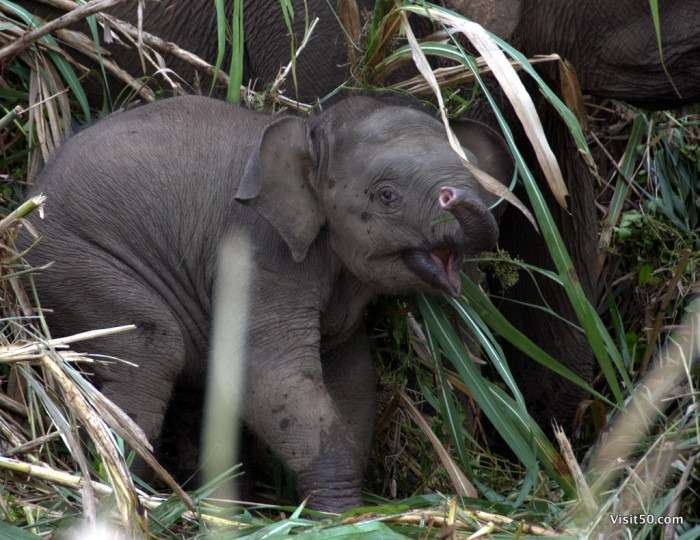 Adorable Baby elephant portrait! Photo taken at along the Kinabatangan River (Sungai Kinabatangan) in Sabah, eastern Malaysia, on the island of Borneo. It is the second longest river in Malaysia, in Sabah, eastern Malaysia, on the island of Borneo. It is the second longest river in Malaysia