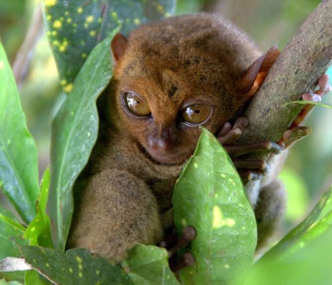 A Philippine Tarsier resting on a green leaf and branch in Bohol